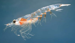 Antarctic Krill Oil: What It Is, Why Phospholipid Omega-3 Matters, and What the Science Says