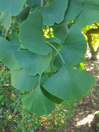 Does Ginkgo Biloba Really Improve Memory and Focus? Here’s the Truth
