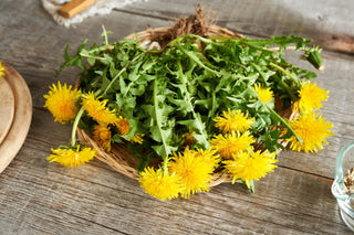 Why Dandelion Root Is the Herbal Detox You Didn’t Know You Needed