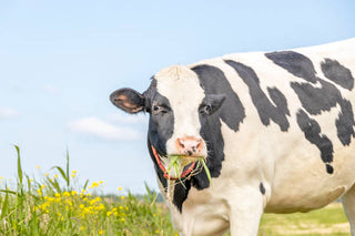 Bovine Colostrum Explained: Key Nutrients and Immune Support
