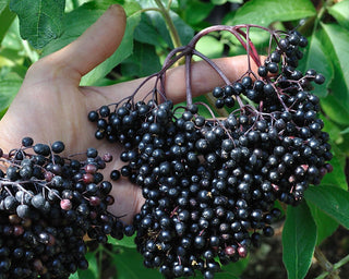 Boost Your Immunity Naturally with Elderberry: Fight Colds and Inflammation