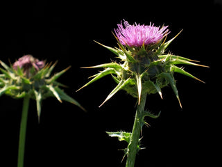 Milk thistle plant with purple flower used for liver detox