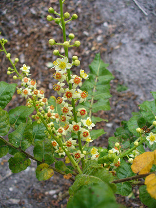 The History and Uses of Boswellia Serrata