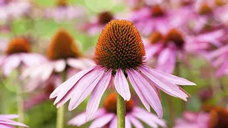 Immune Support Powerhouse