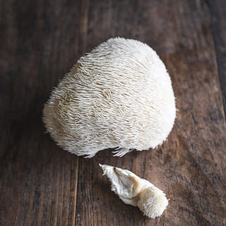 Lion’s Mane Mushroom: Your Brain’s Best Friend and More