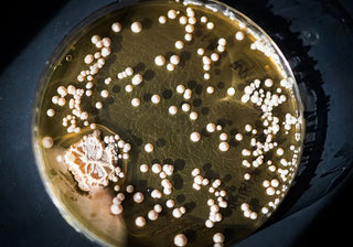 Multi-Probiotics for Gut Health: Benefits, Strains, and How They Work