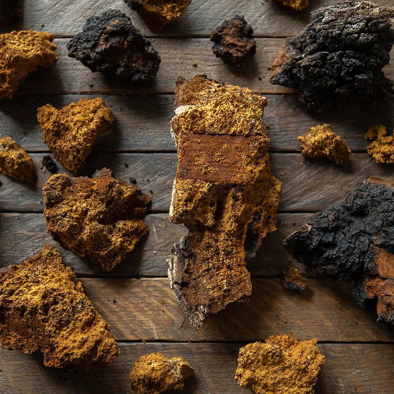 From Birch Trees to Your Cup: The Chaga Experience – Nutridom