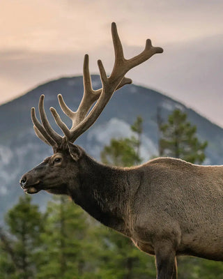 Why Velvet Elk Antler Is Gaining Popularity in Natural Wellness