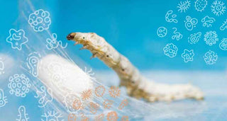 Serrapeptase : Nature’s Anti-Inflammatory Secret