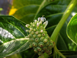 Top 5 Benefits of Noni for Immunity, Energy, and Overall Wellness