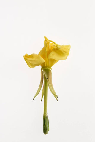 Evening Primrose Oil