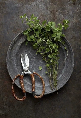 Oregano Oil Support | Natural Antioxidant Defense