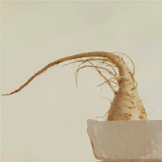 Inka Maca | Stamina & Daily Wellness Support