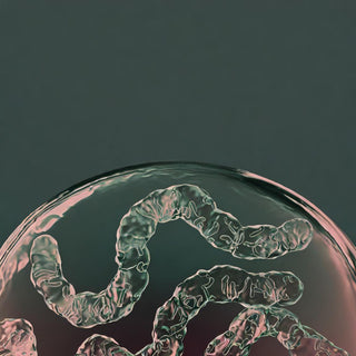 Probiotics | Gut Flora & Digestive Health Support