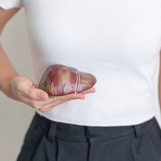 healthy liver function