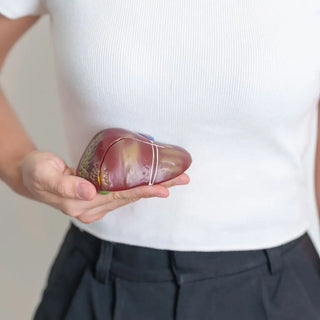 healthy liver function