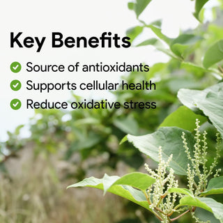 Resveratrol 500mg | 99% Trans Resveratrol | Japanese Knotweed | 60 Vcaps