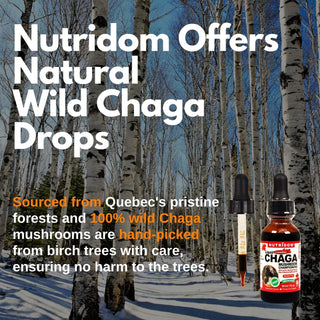 Nutridom Canadian Chaga Mushroom Liquid Drops (30 ml)