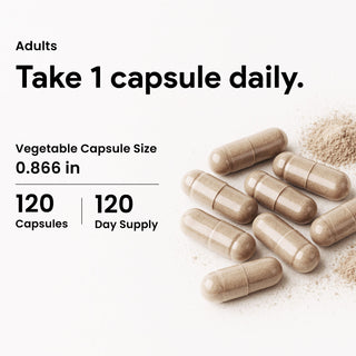 Concentrated Ginkgo Biloba Supplement for Memory and Blood Flow Support