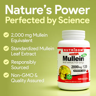 High-Potency Mullein 20x Supplement for Lung and Respiratory Support