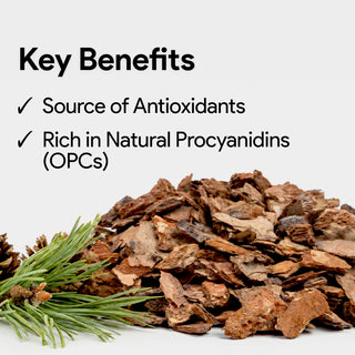 Maritime Pine Bark Extract 450mg | Powerful Antioxidant & Healthy Aging