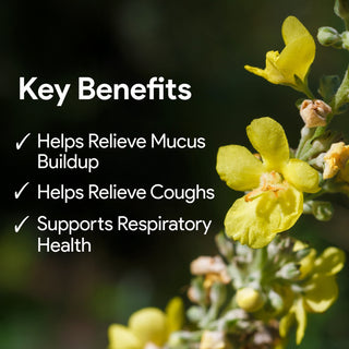 Mullein 2,000 mg Equivalent Herbal Formula with 120 Vegetable Capsules
