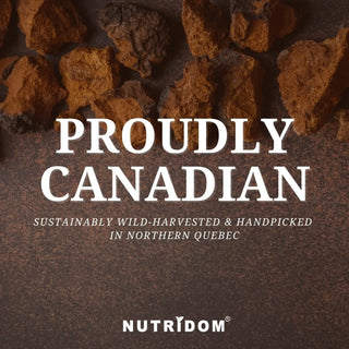 Wild harvested Canadian chaga mushroom dietary supplement