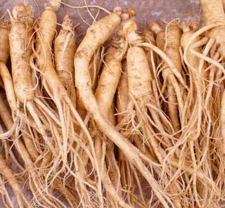 Canadian Fresh Ginseng Bulk Large 10LB - CAFORIA.CA